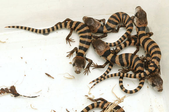 Cyclodomorphus (Tiliqua) gerrardii